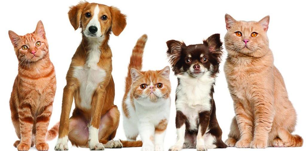 Доска объявлений о животных | ЗооТом - продажа, вязка и услуги для животных в Сызрани