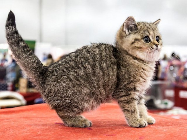 Породы кошек в Сызрани | ЗооТом портал о животных