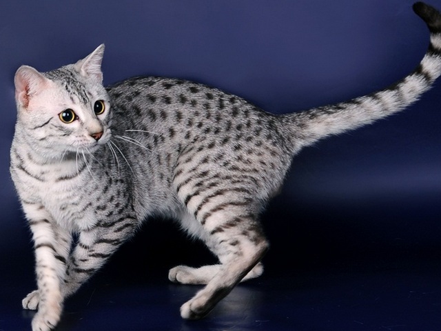 Породы кошек в Сызрани | ЗооТом портал о животных