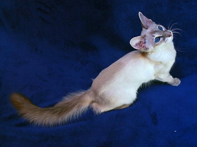 Выведенные породы кошек в Сызрани | ЗооТом портал о животных