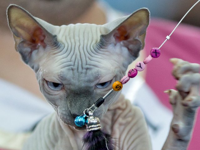Выставки кошек в Сызрани | ЗооТом портал о животных