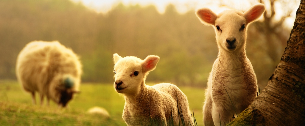 Объявления о сельскохозяйственных животных | ЗооТом - продажа, вязка и услуги для животных в Сызрани