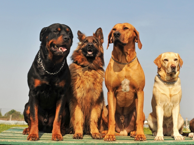 Крупные породы собак в Сызрани | ЗооТом портал о животных