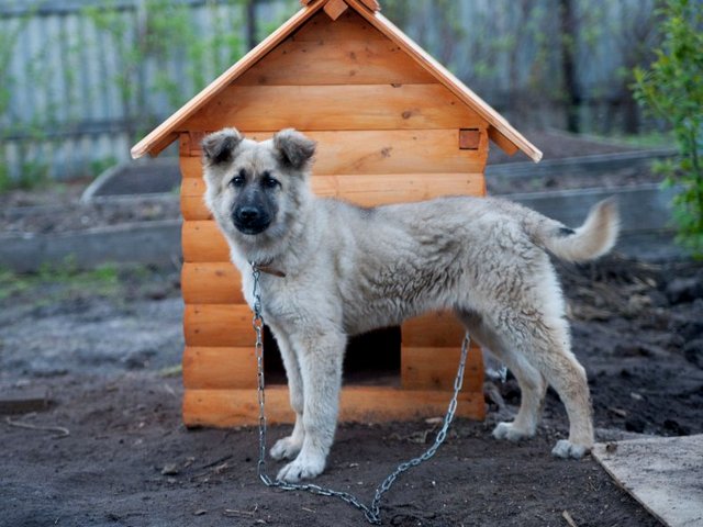 Все о собаках в Сызрани Все о собаках в Сызрани